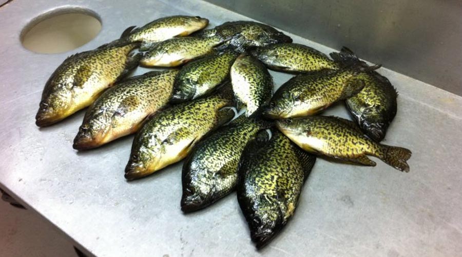 Crappie fished on Pelican Lake, Orr, MN